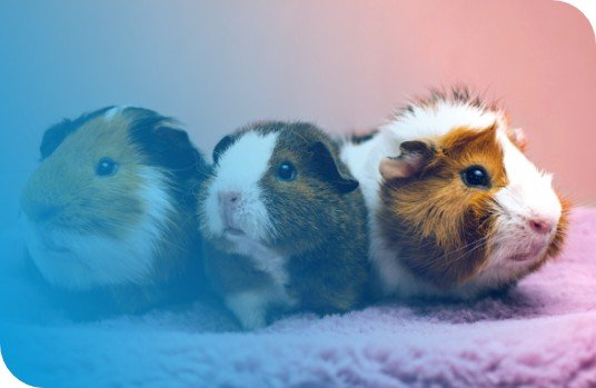 Veterinarian examining a small dog while owner watches